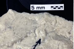 Foto (Detailansicht) von Gastrodorus sp. (NHMW-GEO-1990-0041-0099)